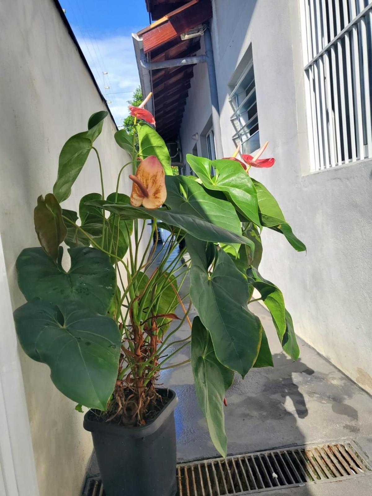 Vila Stoltz Ubatuba Ngoại thất bức ảnh